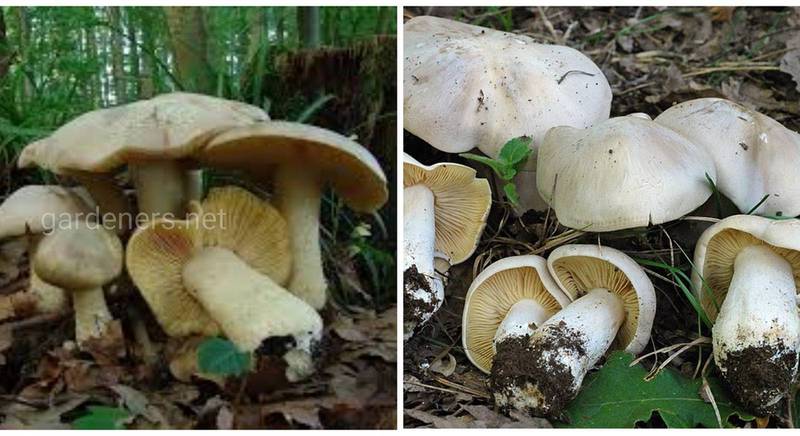 Отруйні гриби, які легко сплутати з багатьма їстівними - жовтувато-сизі ентоломи
