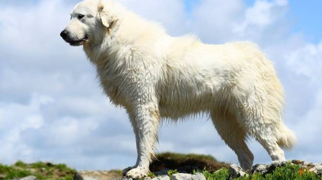 Великий піренейський собака