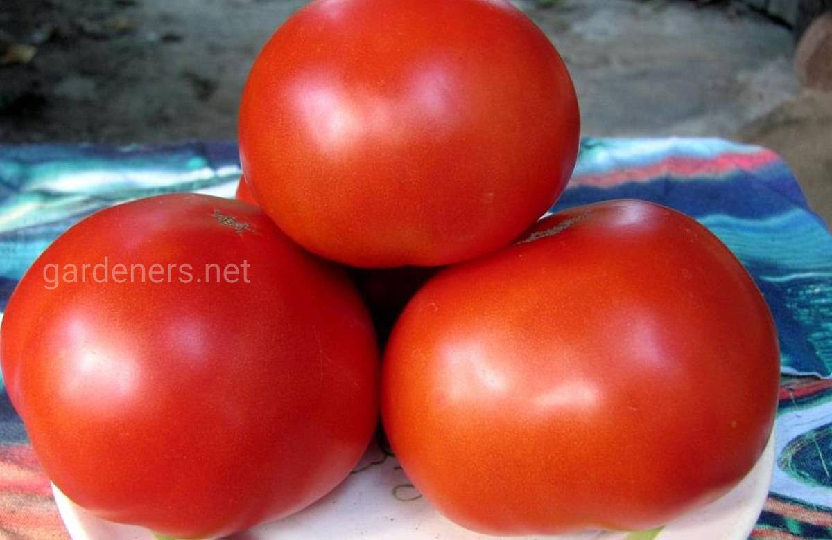 Сорт томата “Сахарный гигант”
