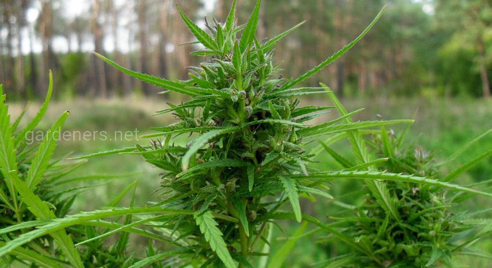 Конопля полезное растение как вырастить марихуану дома зимой