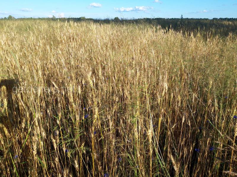 Як вирощувати пшеницю в органічному виробництві?