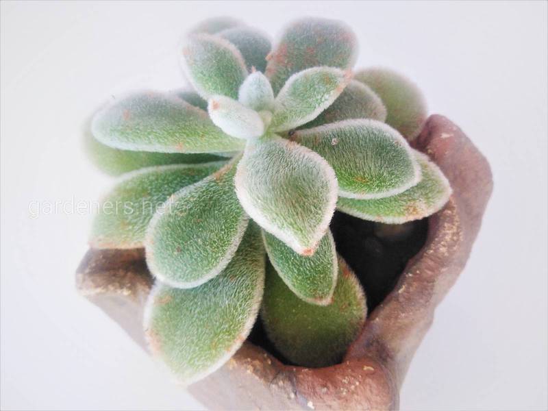 Ечеверія - чудесна рослина, яку ви повинні мати
