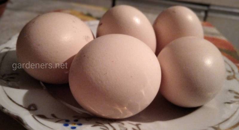 Сколько яиц может снести курица