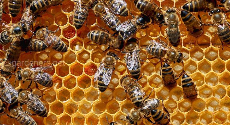 4 причины, почему пчелы объединяются в одну семью