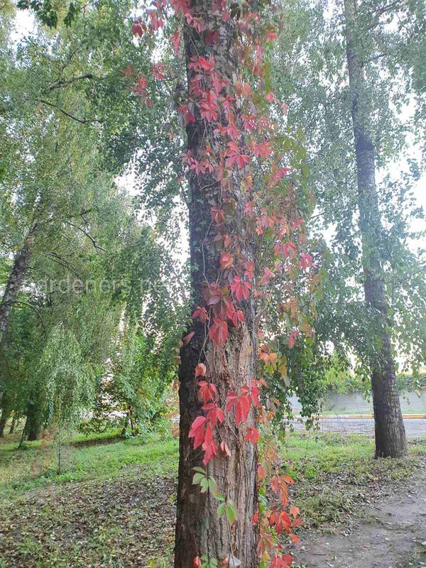 Виноград дівочий