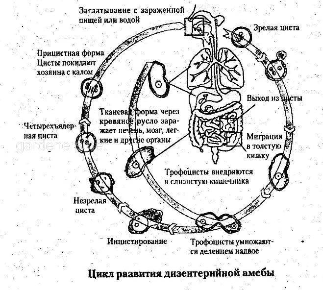 Цикл развития дезинтерийной амебы