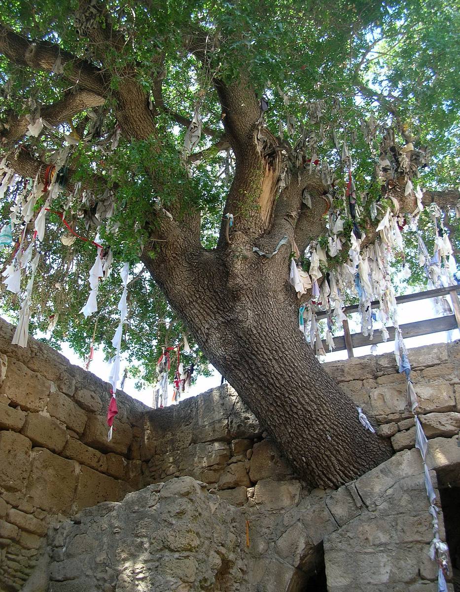 Фисташковое дерево своими руками, что нужно для выращивания
