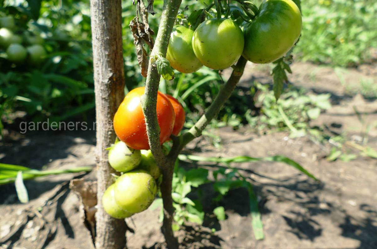 способы подвязки томатов