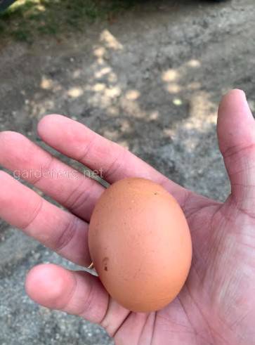 Яйцо в руке