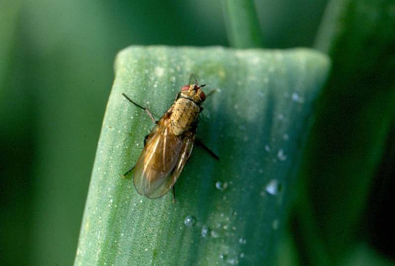 Луковая муха