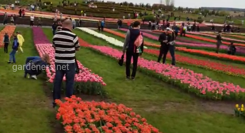 В «Добропарке» под Киевом зацвело 8 километров тюльпанов 