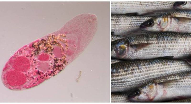 Гетерефиоз - гельминтное заболевание человека, возникающее при употреблении рыбы