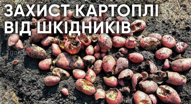 Захист картоплі від шкідників - Enzim Biotech Agro