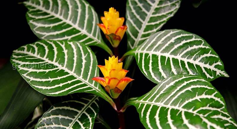Афеландра - декоративное комнатное растение, которое любит влагу и тепло