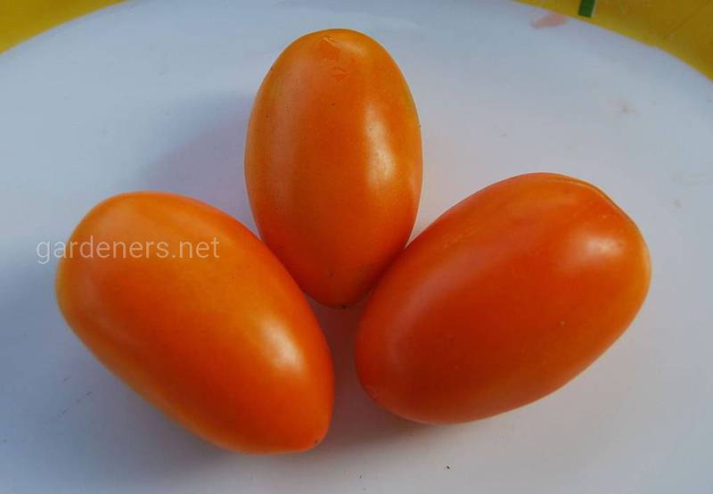 Какие виды помидоров Рома вы обязательно захотите вырастить в своём саду?