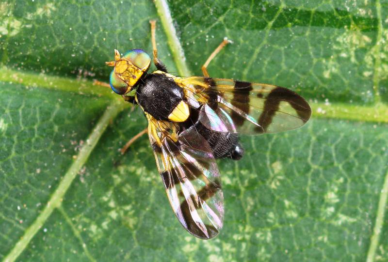 Вишнева муха – причина червивих плодів вишні та черешні!