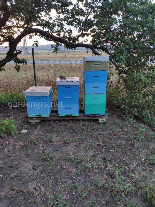 Механизмы устойчивости к пчелиным болезням!