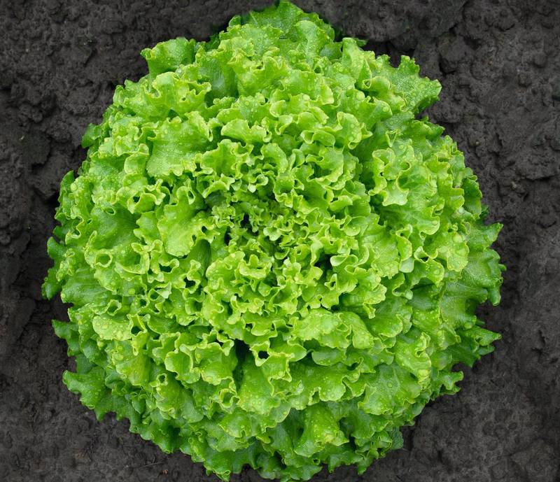 Основные требования к выращиванию зимнего салата!