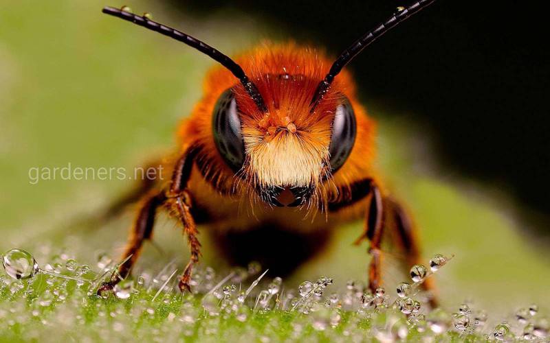 Як подбати про бджіл в зимовий час?