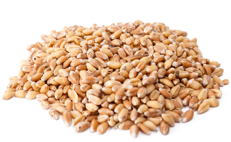 Яке насіння використовувати для посіву озимої пшениці? Які потреби в поживних речовинах?