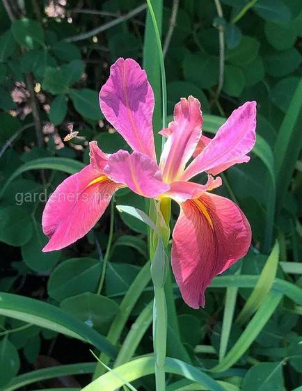 Iris nelsoni