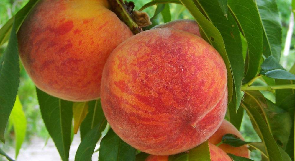 Как вырастить персик? Посадка и размножение