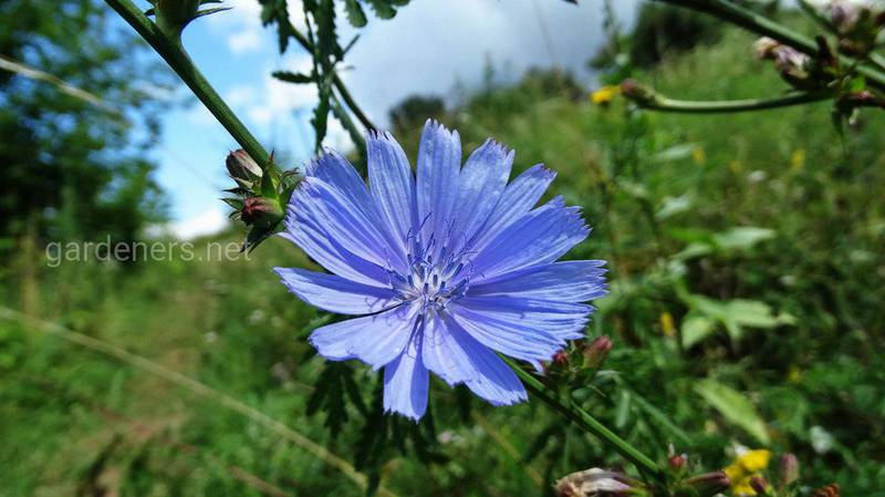 Цикорій: всемогутня блакитна лугова квітка