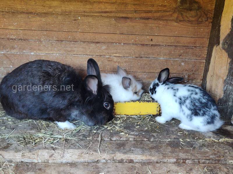 Жири в харчуванні кроликів: яка необхідна кількість?