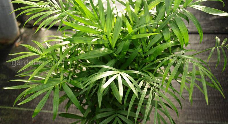 Хамедорея: описание видов одной из самых элегантных пальм