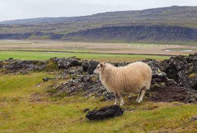 Ісландська вівця