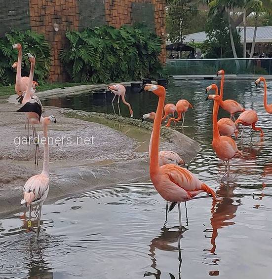 Miami zoo