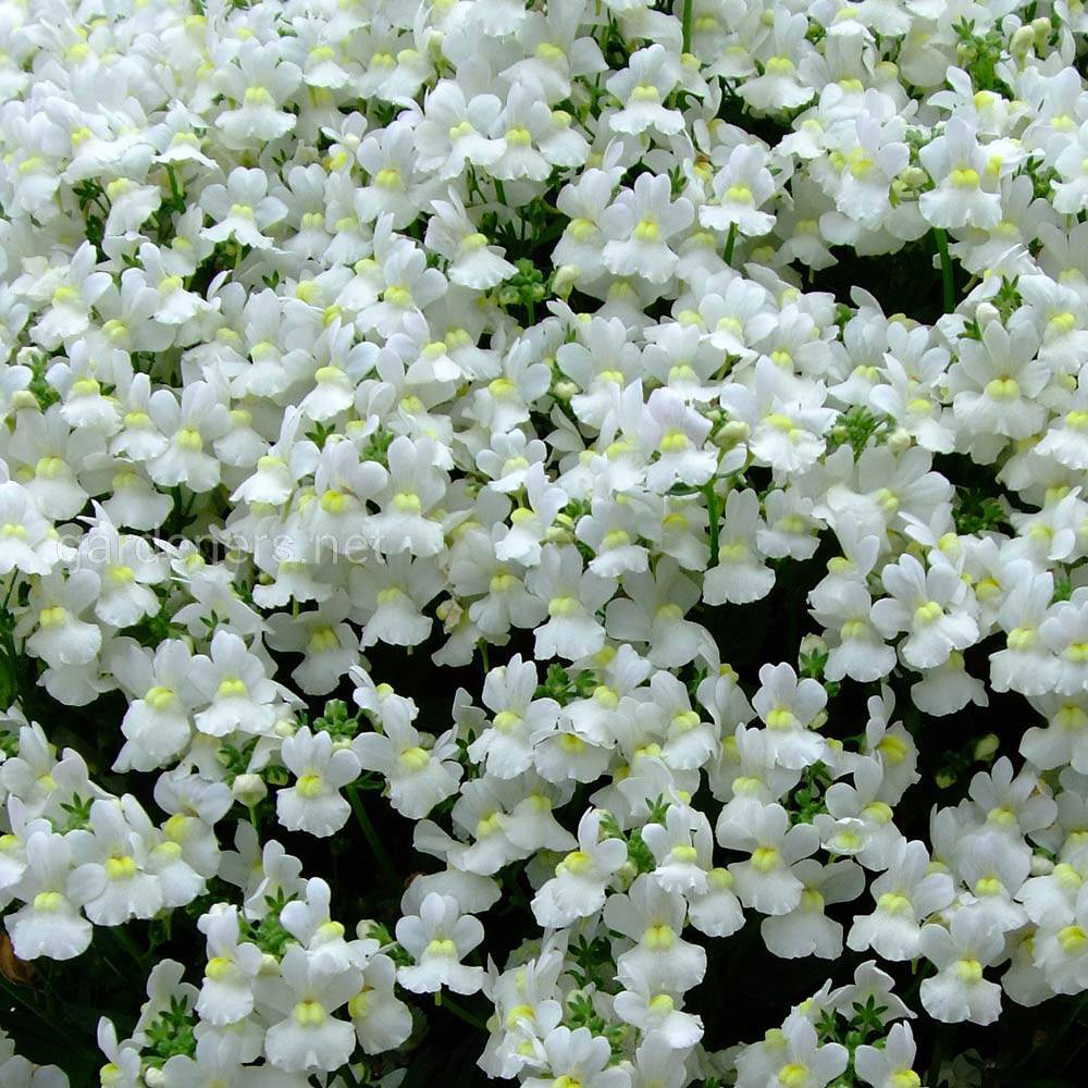 Nemesia Sunpeddle «White Perfume»