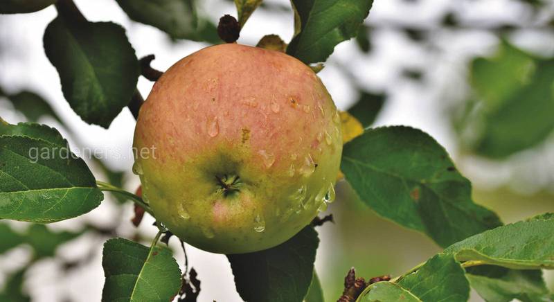 Хвороби і шкідники яблуні: профілактика і лікування