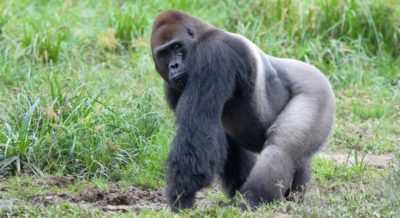 Цікаві факти про горил 