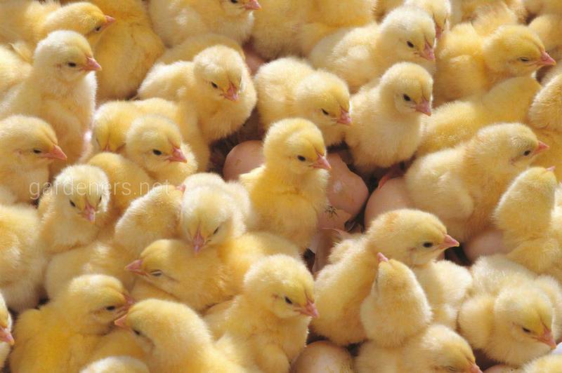 Как правильно кормить цыплят при интенсивном разведении и для собственных нужд? На что обратить внимание?