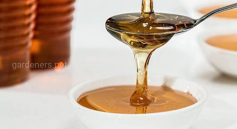 Чому мед кристалізується?