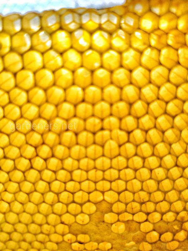 Пчела и пчеловодство