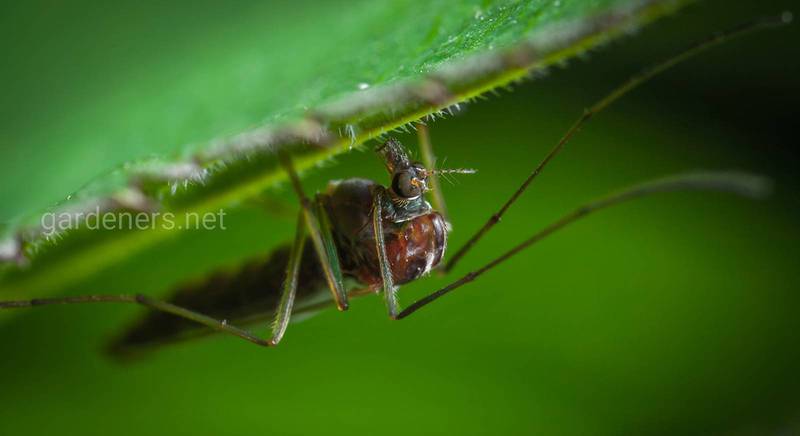Натуральные репелленты: топ-12 растений, которые отвадят комаров от дачного участка