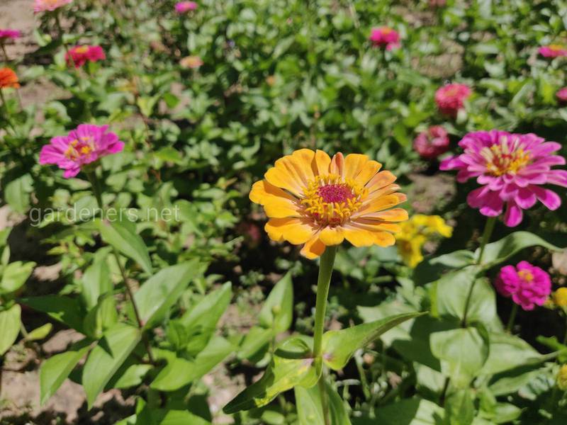 Захищайте посіви від шкідливих комах польовими квітами?
