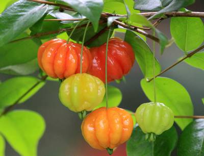 Суринамская вишня: фото, условия выращивания