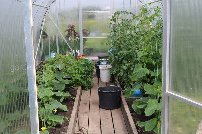 Выращивание овощей в сооружениях защищенного грунта