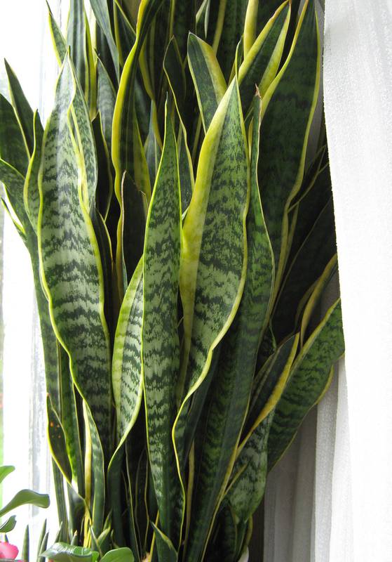 Сансевиерия