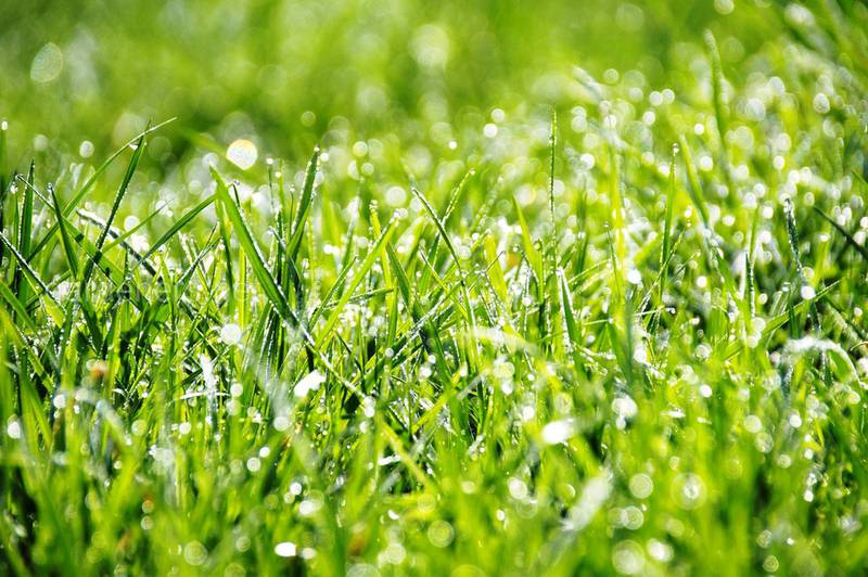 Какие существуют виды газонной травы?