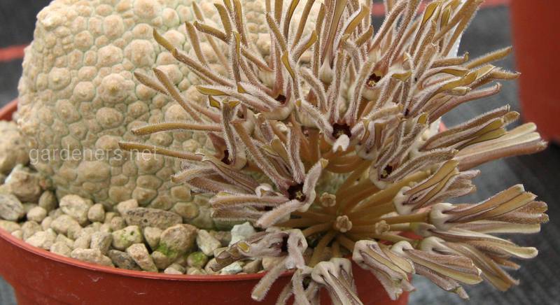 Псевдолитос: виды необычных сферических суккулентов с цветами-рожками