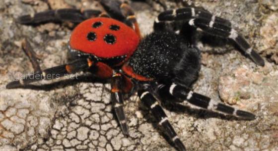 Опасен ли паук эрезус для человека?