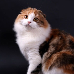Питомник шотландских кошек «Virnyi  Anhel»