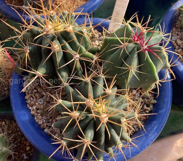 Ferocactus wislizenii