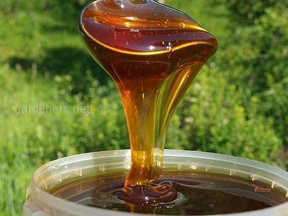 Лікувально-профілактичні властивості гречаного меду
