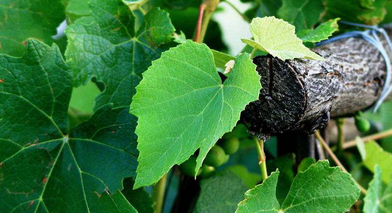 Что делать с виноградом летом: удобрение, пасынкование, подвязывание