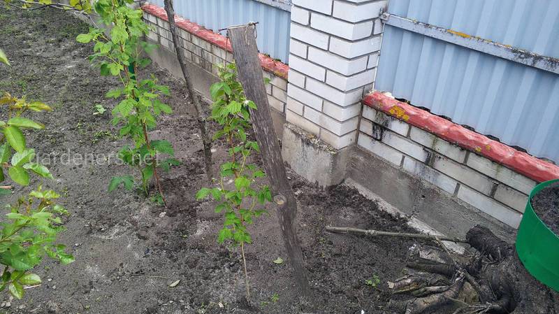 Почва для посадки малины